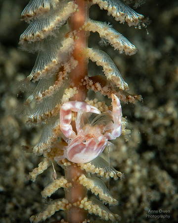 Porcelain Crab on Sea Pen