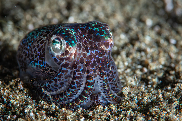 Bobtail Squid