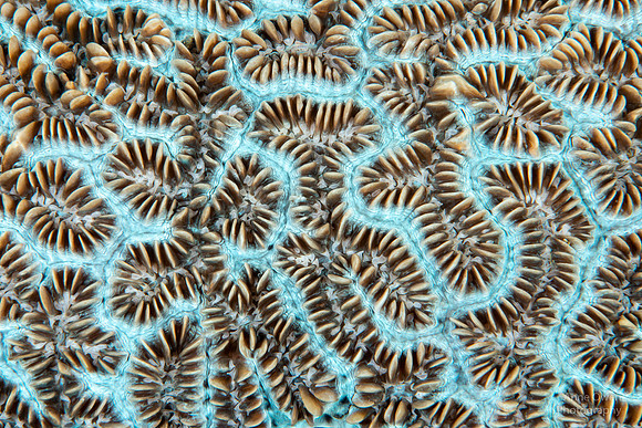Hard Coral Detail