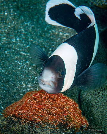 Saddleback Anemonefish with eggpatch