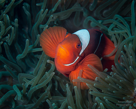 Spinecheeked Anemonefish