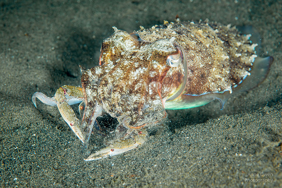 Cuttlefish with a crab its tentacles