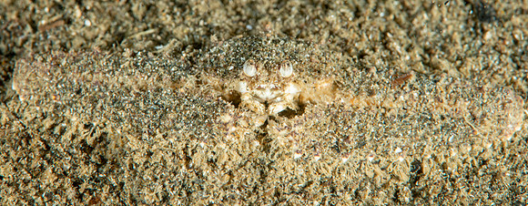 Rear-spined Elbow Crab