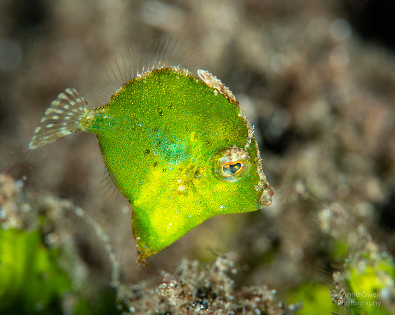 Diamond Filefish