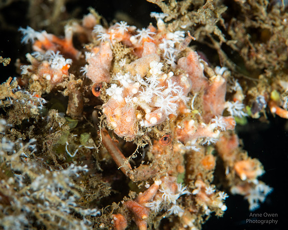 Decorator Crab