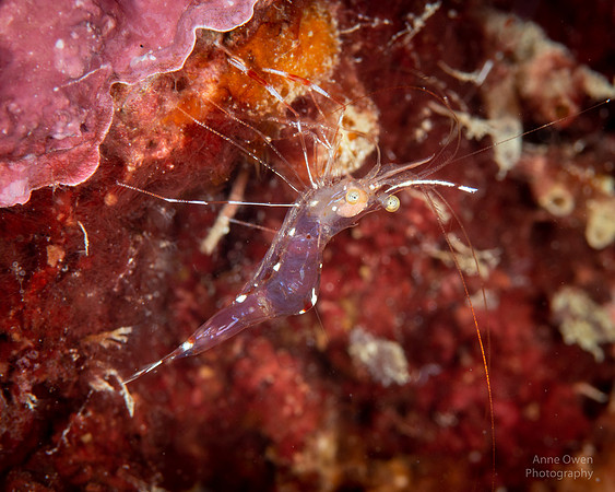 Shrimp