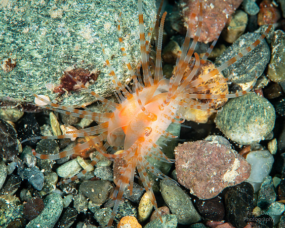 Juvenile Bivalve