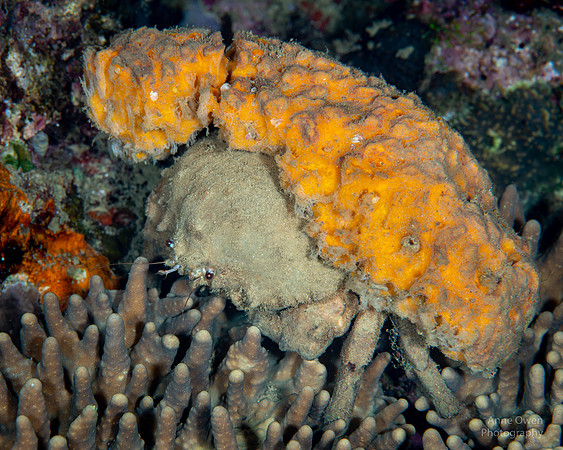 Sponge Crab