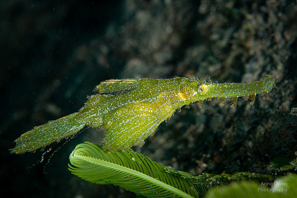 Robust Ghost Pipefish