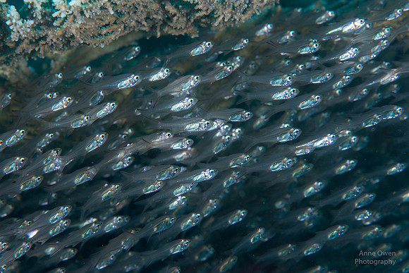 Schooling Baitfish