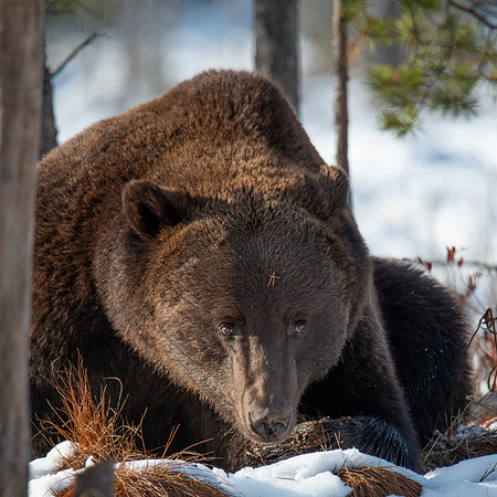Brown Bear