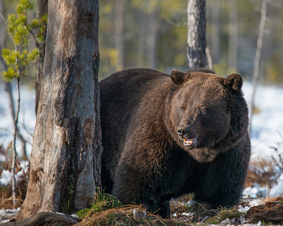 Brown Bear
