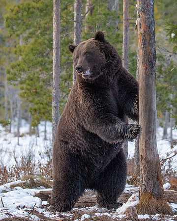 Brown Bear Standing