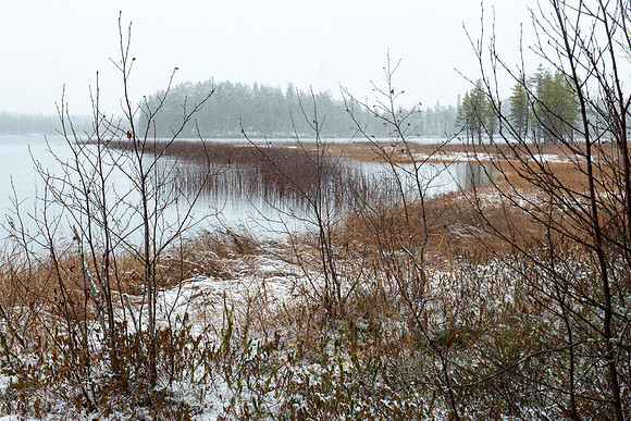 Gentle Snowfall