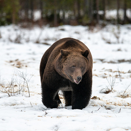 Brown Bear on Snow