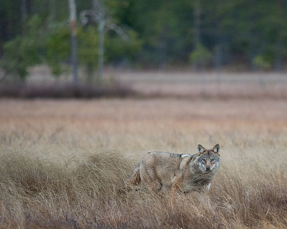 Wolf