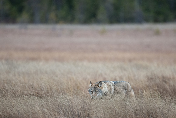Wolf in Fall Meadow