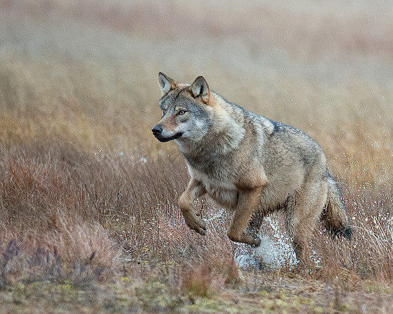Wolf Jumping