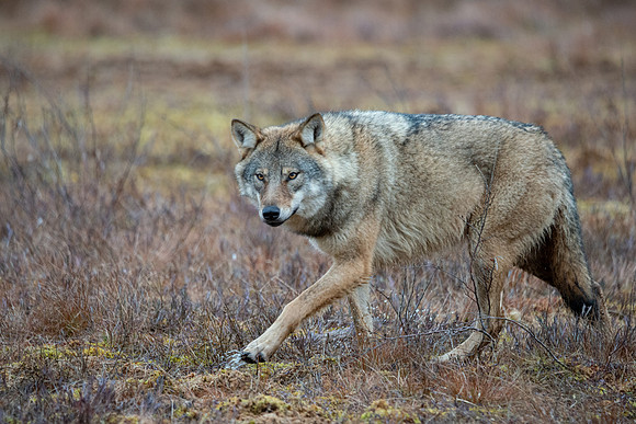 Wolf