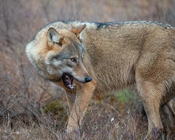 Wolf