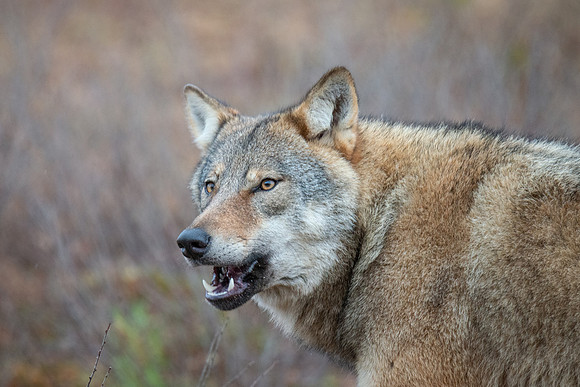 Wolf