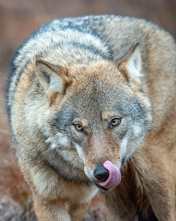 Wolf Cleaning up