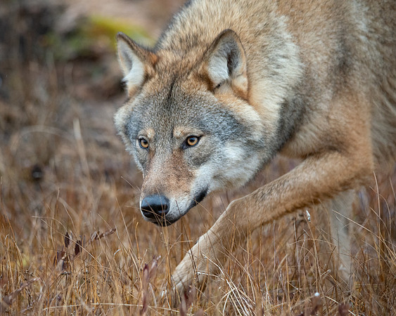Wolf