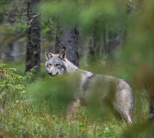 Wolf in Pine Forest