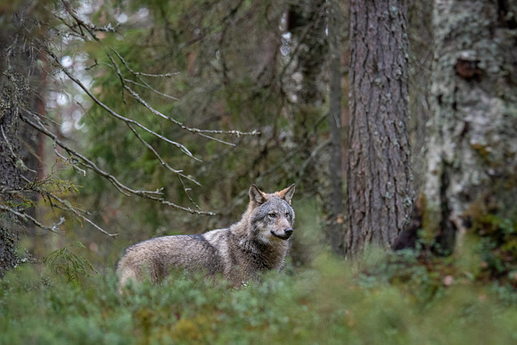 Wolf in Pine Forest