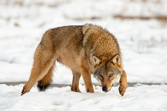 Wolf on Snow