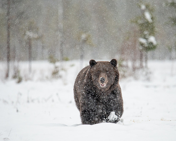 Brown Bear in Snow