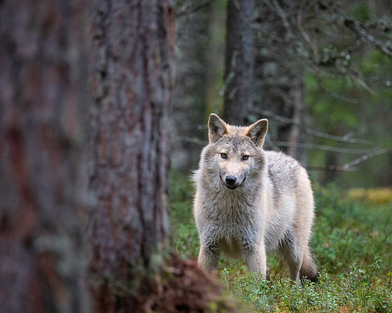 Wolf in Pine Forest