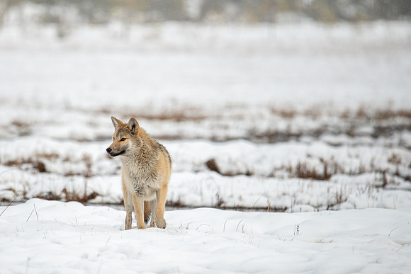 Young Wolf on Snow