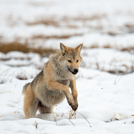 Young Wolf Jumping