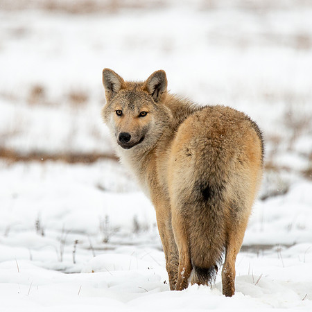 Young Wolf