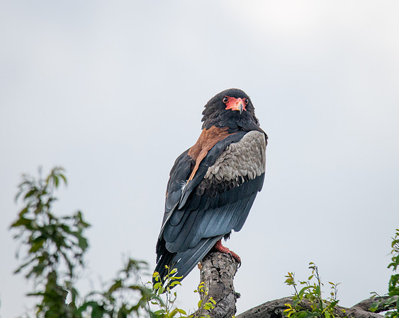 Bateleur Eagle