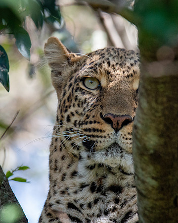 Leopard