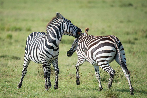 Zebra confrontation
