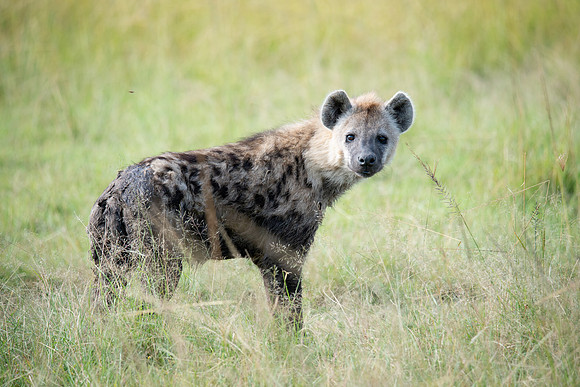 Hyena
