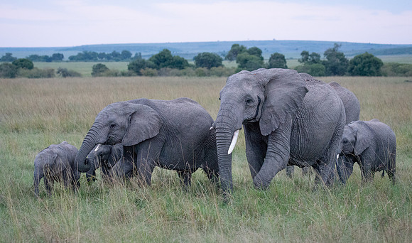 Elephant