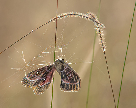 Moth casualty