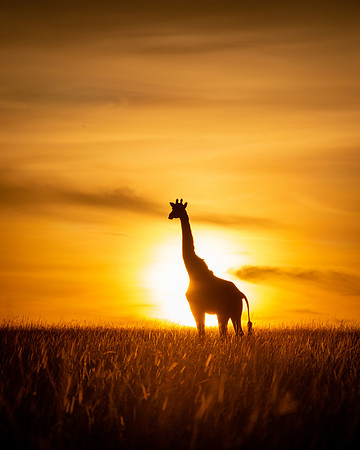 Giraffe at Sunrise