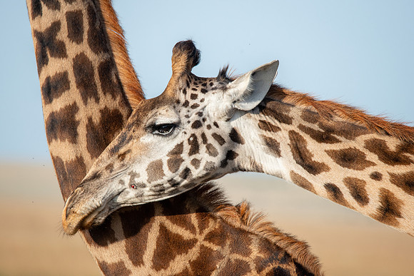 Giraffe with mother