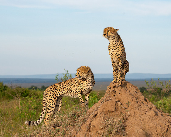 Cheetah brothers