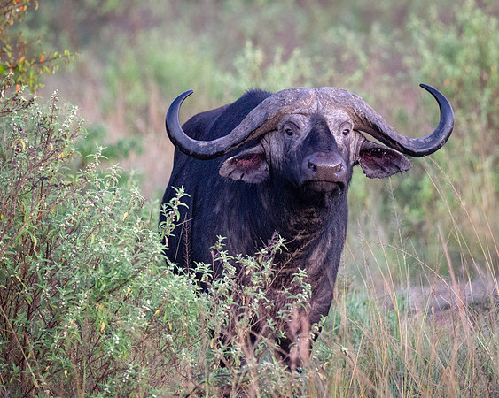 African Buffalo