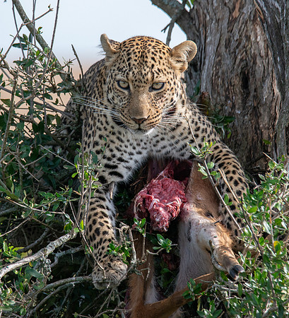 Leopard with prey