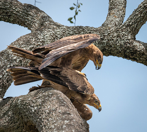 Tawny Eagle mating