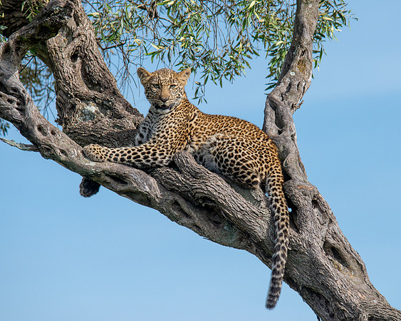 Juvenile Leopard
