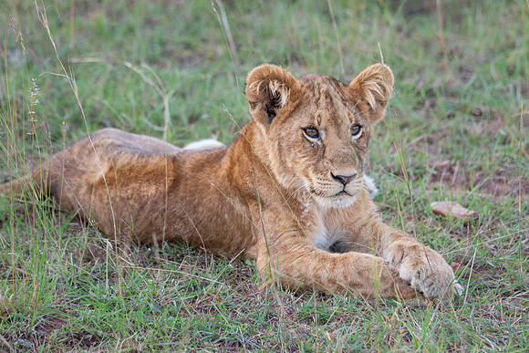 Lion cub