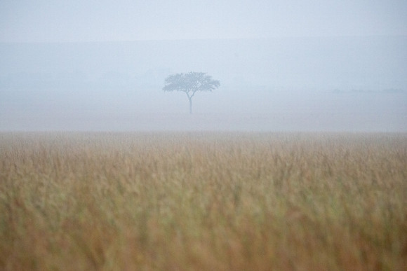 Masai Mara in mist